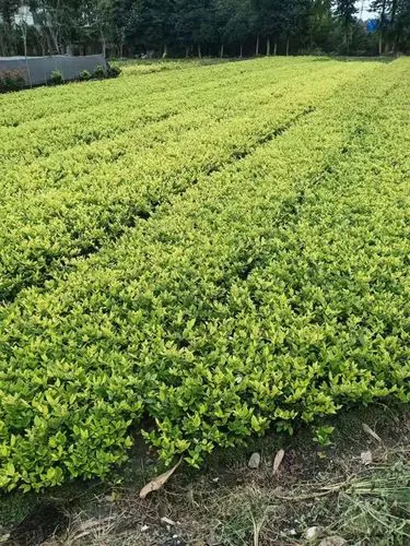 米乐：乒乓球台当办公桌